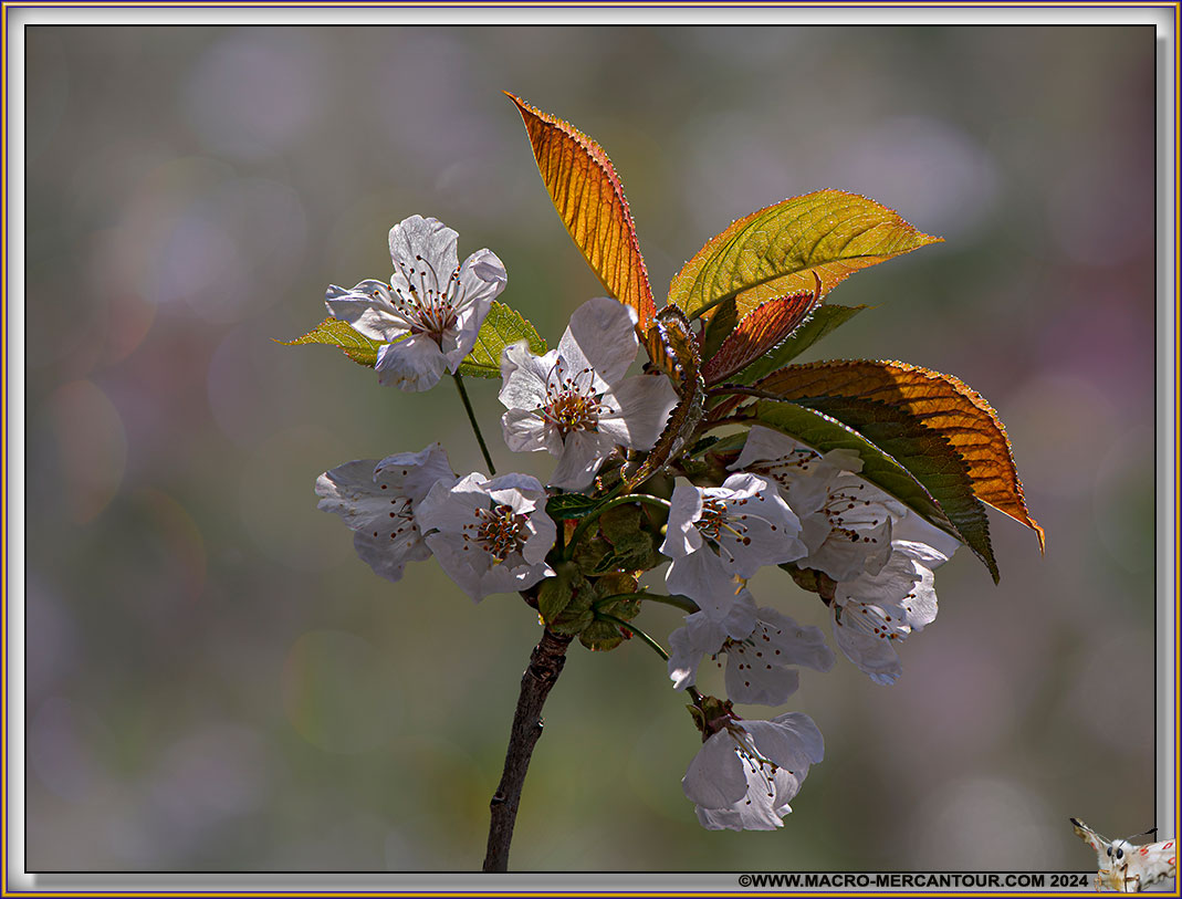 06-CERISIER-21-47598-HF-CIEL-copie